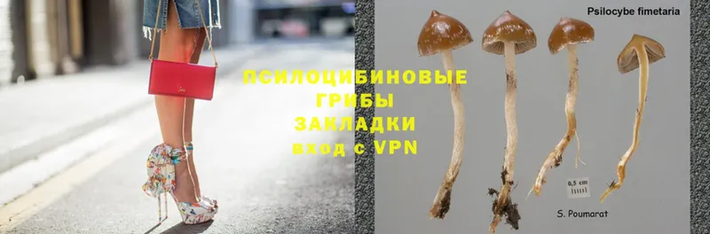 Галлюциногенные грибы Magic Shrooms Вичуга